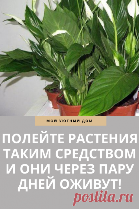 Средство для оживления домашних растений