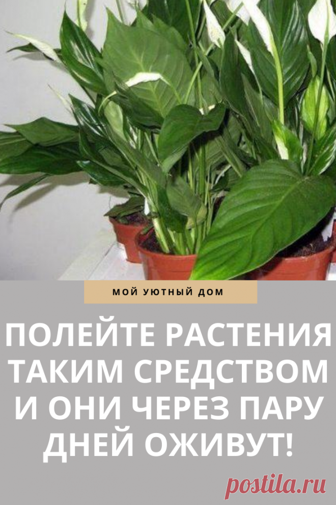 Средство для оживления домашних растений