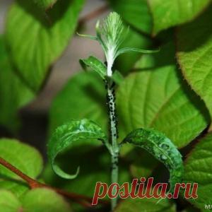 25 способов извести тлю