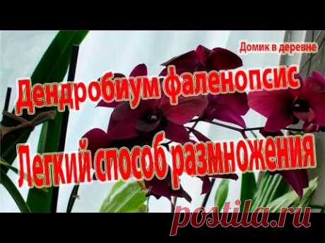 Дендробиум фаленопсис. Легкий способ размножения.