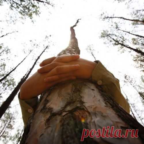 Правда ли, что обнимать деревья полезно для здоровья?