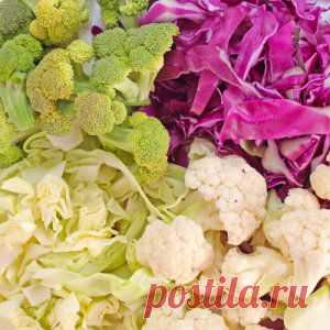 Усадьба | Огородник : Особенности выращивания рассады разных видов капусты