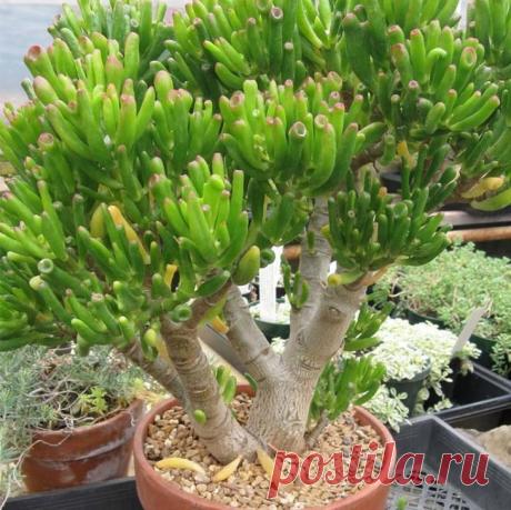 Комнатное живое дерево: особенности ухода, выращивание и рекомендации цветоводов Что собой представляет комнатное растение живое дерево? Полезно ли оно? Ответы на эти и другие вопросы вы найдете в статье. Толстянка, известная как живое или денежное дерево, относится к семейству То...