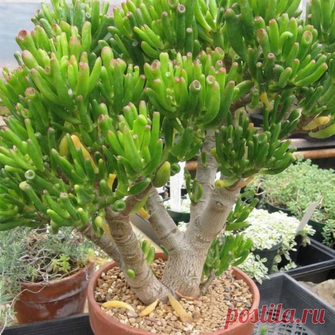 Комнатное живое дерево: особенности ухода, выращивание и рекомендации цветоводов Что собой представляет комнатное растение живое дерево? Полезно ли оно? Ответы на эти и другие вопросы вы найдете в статье. Толстянка, известная как живое или денежное дерево, относится к семейству То...