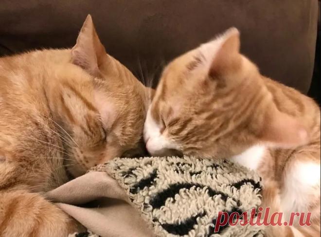 Бродячий котенок пришел за помощью в семью, и их кот взял его под свое крыло (10 фото)