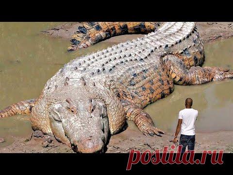 НЕВЕРОЯТНЫЕ СЛУЧАИ С КРОКОДИЛАМИ... / Видео: Животные