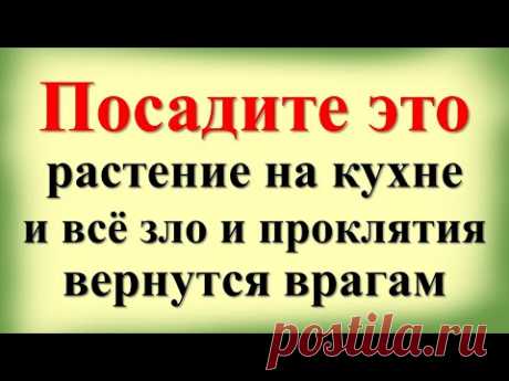 Посадите это растение на кухне и всё зло вернутся врагам. Какие цветы нельзя держать в доме