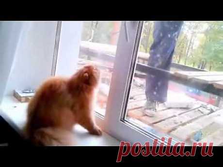 Кот-охранник — Видео — Релакс!