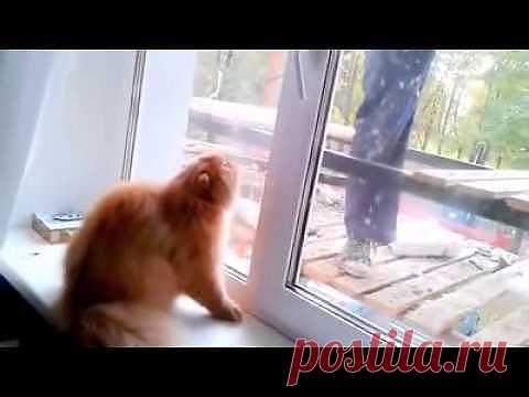 Кот-охранник — Видео — Релакс!