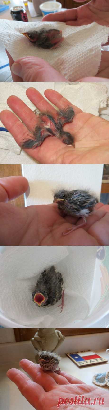 Этот птенец выпал из гнезда и умирал... Но посмотрите, что произошло через 36 дней! | Все о наших питомцах