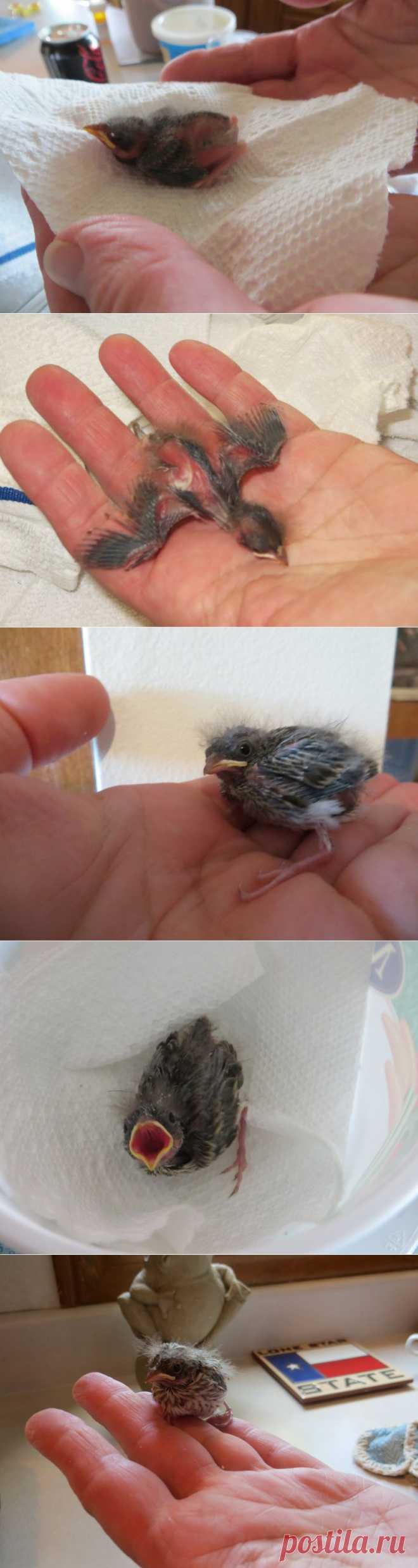 Этот птенец выпал из гнезда и умирал... Но посмотрите, что произошло через 36 дней! | Все о наших питомцах