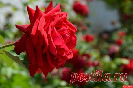 РОЗЫ.
