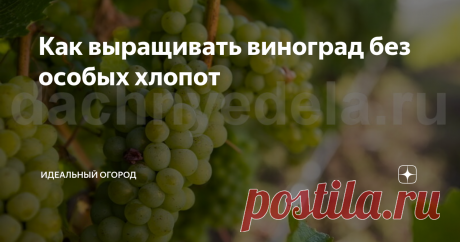 Как выращивать виноград без особых хлопот Виноград – популярное среди дачников растение, однако, чтобы получить хороший урожай, требуется затратить время и приложить немало усилий.
