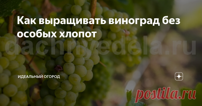 Как выращивать виноград без особых хлопот Виноград – популярное среди дачников растение, однако, чтобы получить хороший урожай, требуется затратить время и приложить немало усилий.
