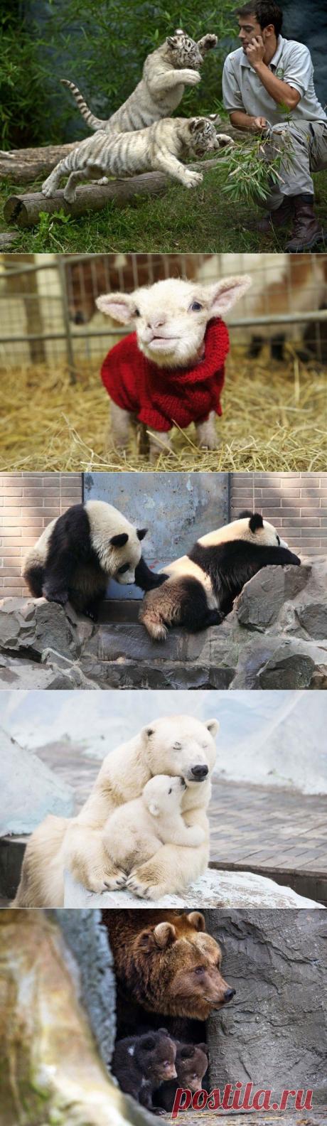 (+1) тема - Лучшие  животных за неделю | Четвероногий юмор