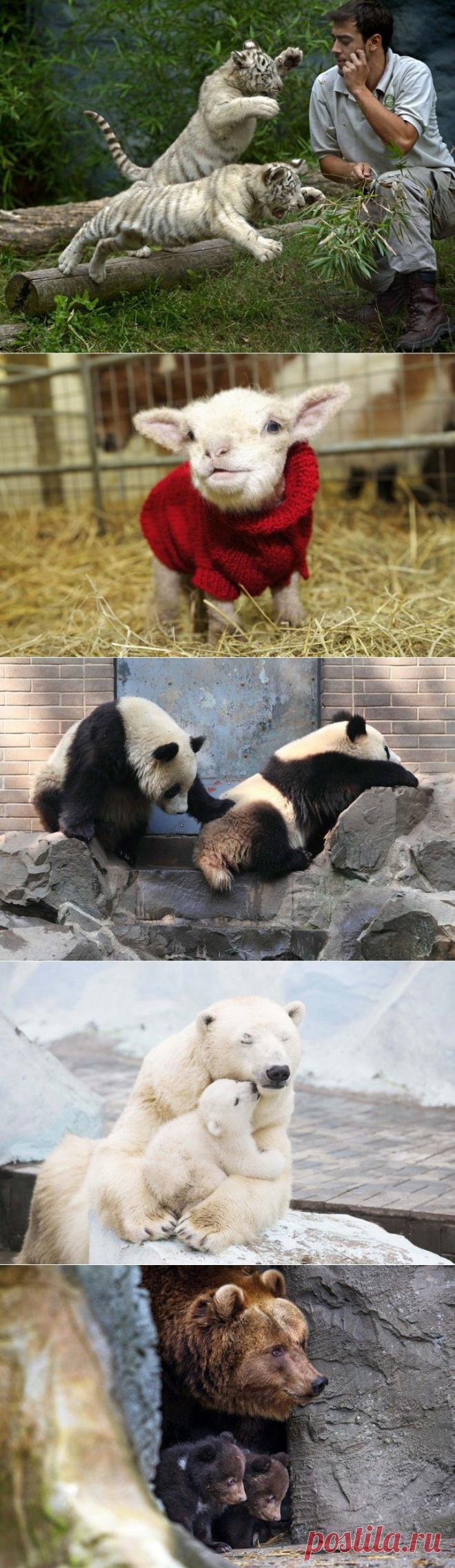 (+1) тема - Лучшие  животных за неделю | Четвероногий юмор