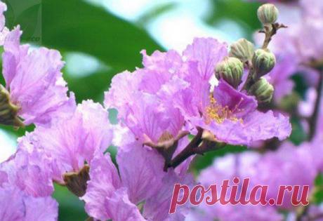 Wall | VK
Листья банабы содержат коросолиевую кислоту, стимулирующую питание клеток глюкозой, и играющую важную роль в регулировании уровня сахара и инсулина в крови. Для многих людей колебания уровня сахара в крови связаны с появлением чувства голода и тяги к углеводам – мучному и сладкому. 
☀ Помогая контролировать уровень сахара в крови, а значит и потребление различных лакомств, банаба является эффективным средством для избавления от лишних килограммов.