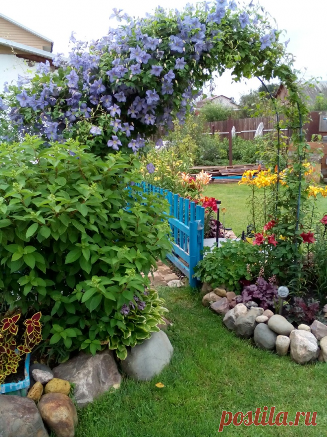 Как сделать малоуходный цветущий сад? Мой ответ - никак | Цветочная няша | Яндекс Дзен