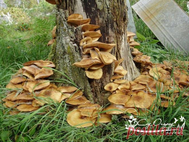 Как вырастить опята на даче