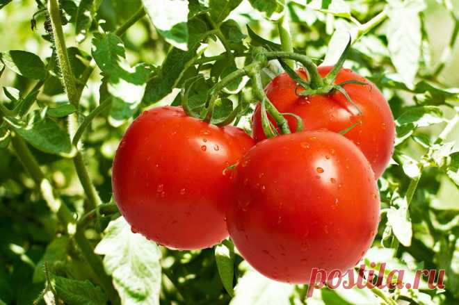 Высадка рассады томатов: 8 полезных видеосюжетов.

В этом обзоре собраны интересные видеоматериалы о том, как правильно высаживать рассаду в грунт и теплицы, какие удобрения использовать при посадке томатов, как закаливать рассаду.