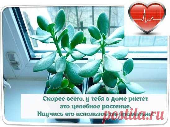 Скорее всего, у тебя в доме растет это целебное растение. Научись его использовать правильно!