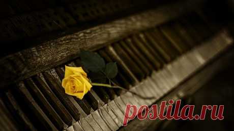 Rose Fotos - Descarga imágenes gratis - Pixabay