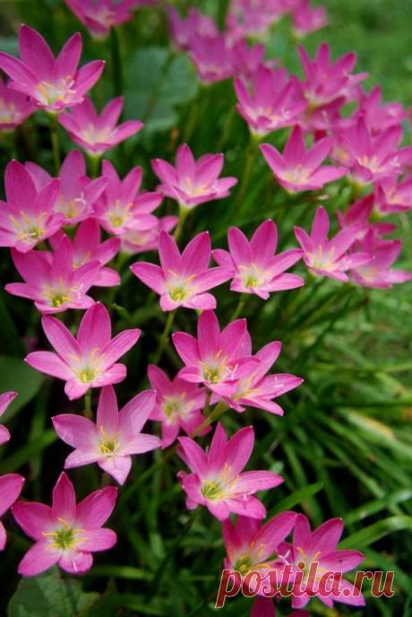 Фото декоративных домашних цветов с названиями