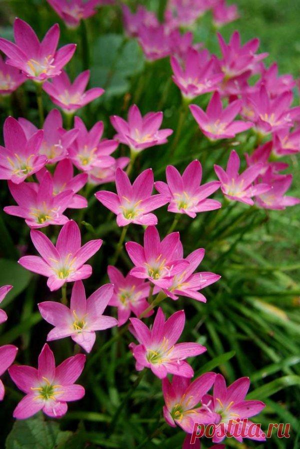 Фото декоративных домашних цветов с названиями