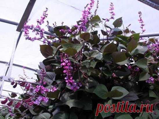 Эти чудные бобы увьют заборы и столбы
Гиацинтовые бобы (Dolichos lablab), пожалуй, самая эффектная из однолетних лиан – она вырастает до 4 м в длину и плотно увивает все, за что можно уцепиться: заборы, стены, столбы, беседки.
Листья у нее крупные, темно-зеленого цвета с фиолетовым отливом. Цветки собраны в кисти, белой, малиновой и фиолетовой окраски.
После цветения на растении образуются очень красивые плоды зеленого или фиолетового оттенка, длиной до 6 см. И семена в них съедобные! Так что