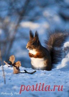 Кот Наполеон и его удивительные приключения / Surfingbird знает всё, что ты любишь