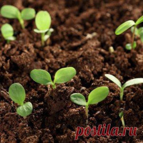 Усадьба | Огородник : Выращиваем рассаду правильно. Томаты, перцы, баклажаны