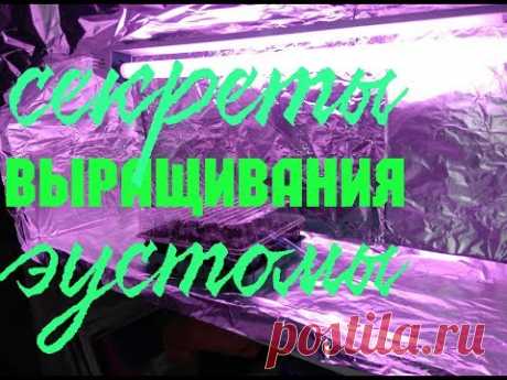 Секреты выращивания эустомы | Лайфхак | Делаем подсветку | Этап 2!!!