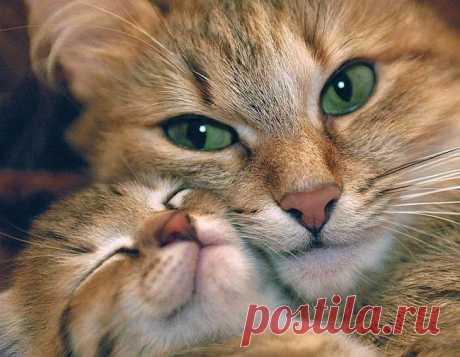 Операция &quot;Минирование&quot; | KotoMail.ru