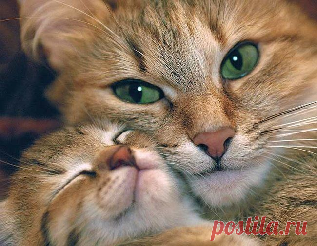 Операция "Минирование" | KotoMail.ru