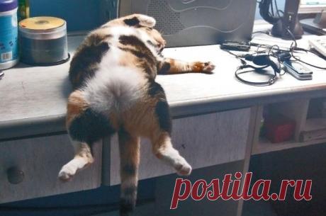 Искусство изящного сна, подвластное только котам — Убойный юмор