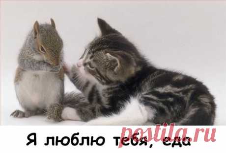 Смешные и забавные | Дай лапку