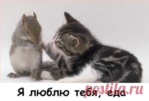 Смешные и забавные | Дай лапку