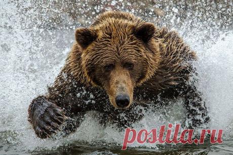 (+1) - Финалисты фотоконкурса Smithsonian Magazine (ФОТО) | САМЫЙ СОК!