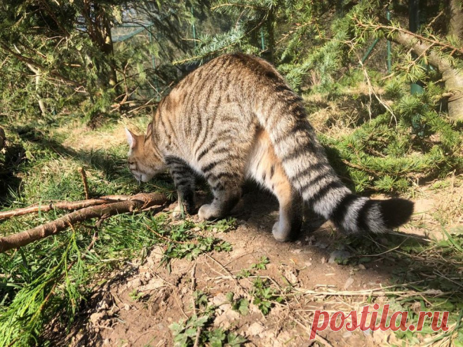 News — Wildcat Haven