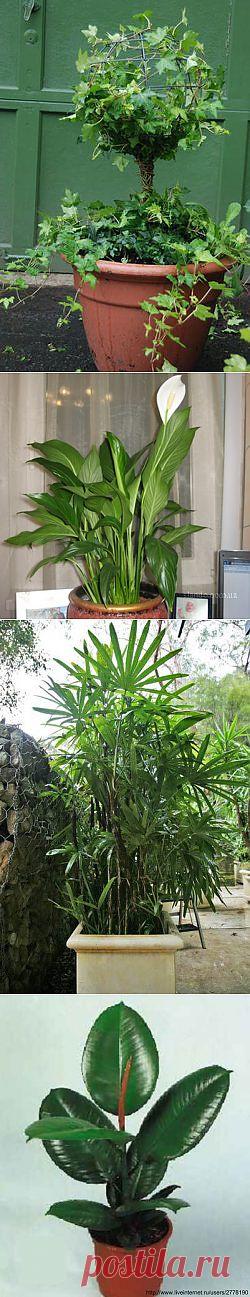 Эти комнатные растения должны быть в каждом доме!.