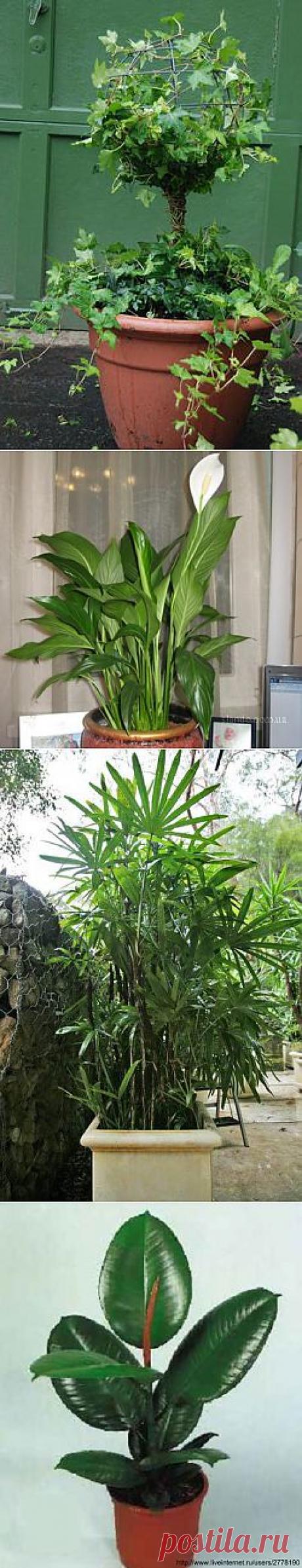 Эти комнатные растения должны быть в каждом доме!.