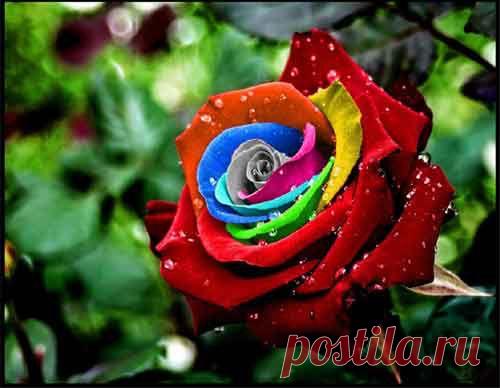 Как вырастить розу из букета черенком в домашних условиях Фото Видео