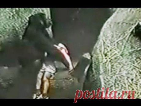Gorilla rescued a child. Shock / Горилла спасла ребенка упавшего в вольер к животным. Невероятно