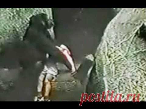 Gorilla rescued a child. Shock / Горилла спасла ребенка упавшего в вольер к животным. Невероятно