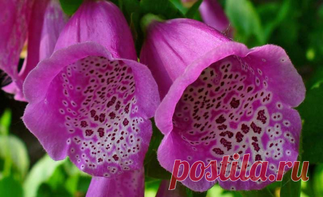 Ваш цветок по месяцу рождения