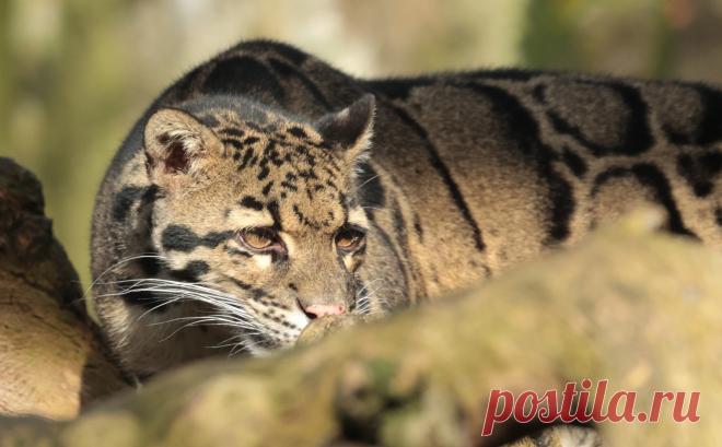 clouded leopard Ouwehand 9K2A1650 | safi kok | Flickr