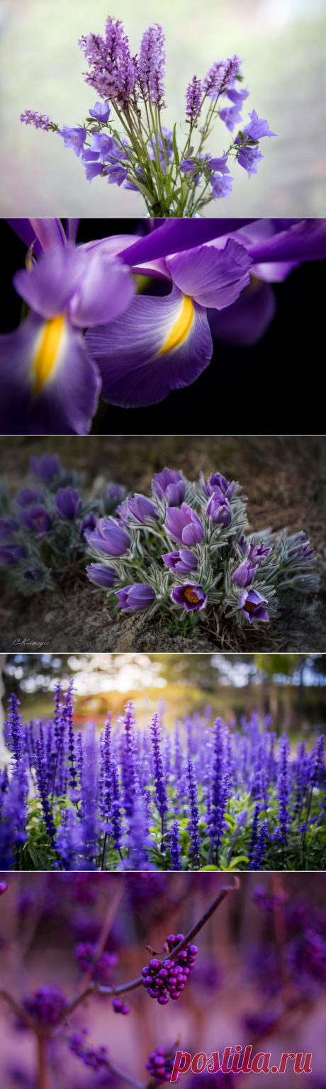 30 фотографий с фиолетовым настроением