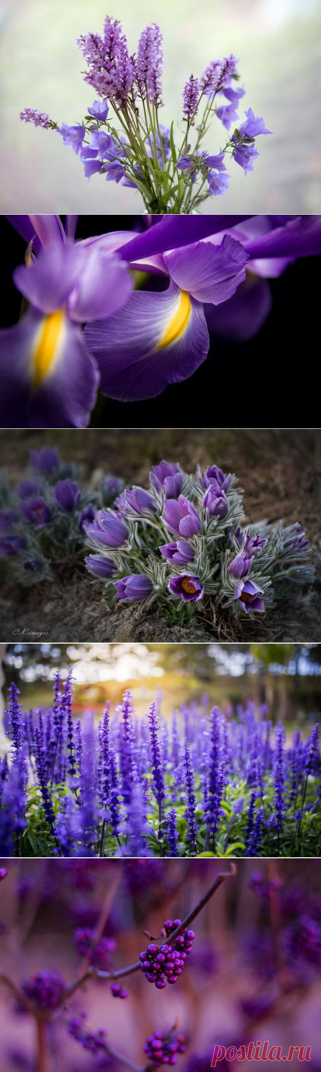 30 фотографий с фиолетовым настроением