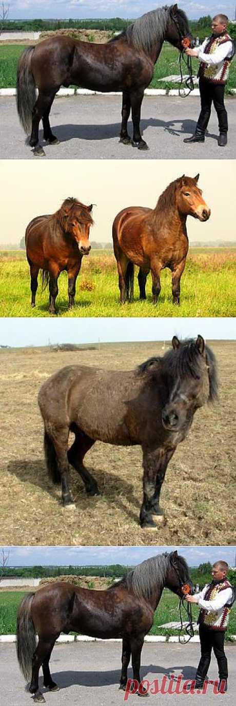 Гуцульский пони (гуцул)