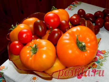 Томат &quot;Оранжевый гигант&quot; - мало семян, много мяса!